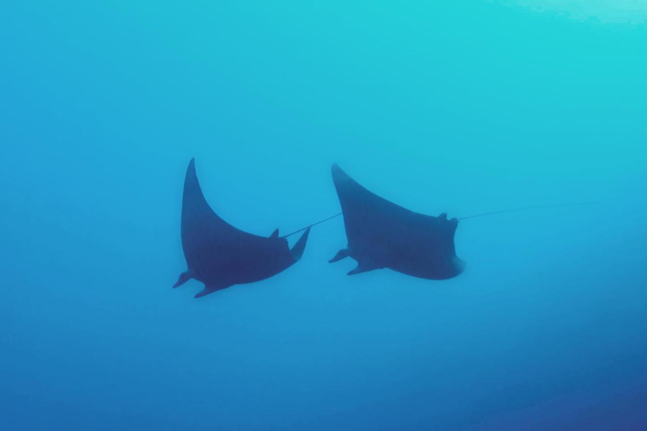 Metita Beach & Dive Resort Daruba Экстерьер фото