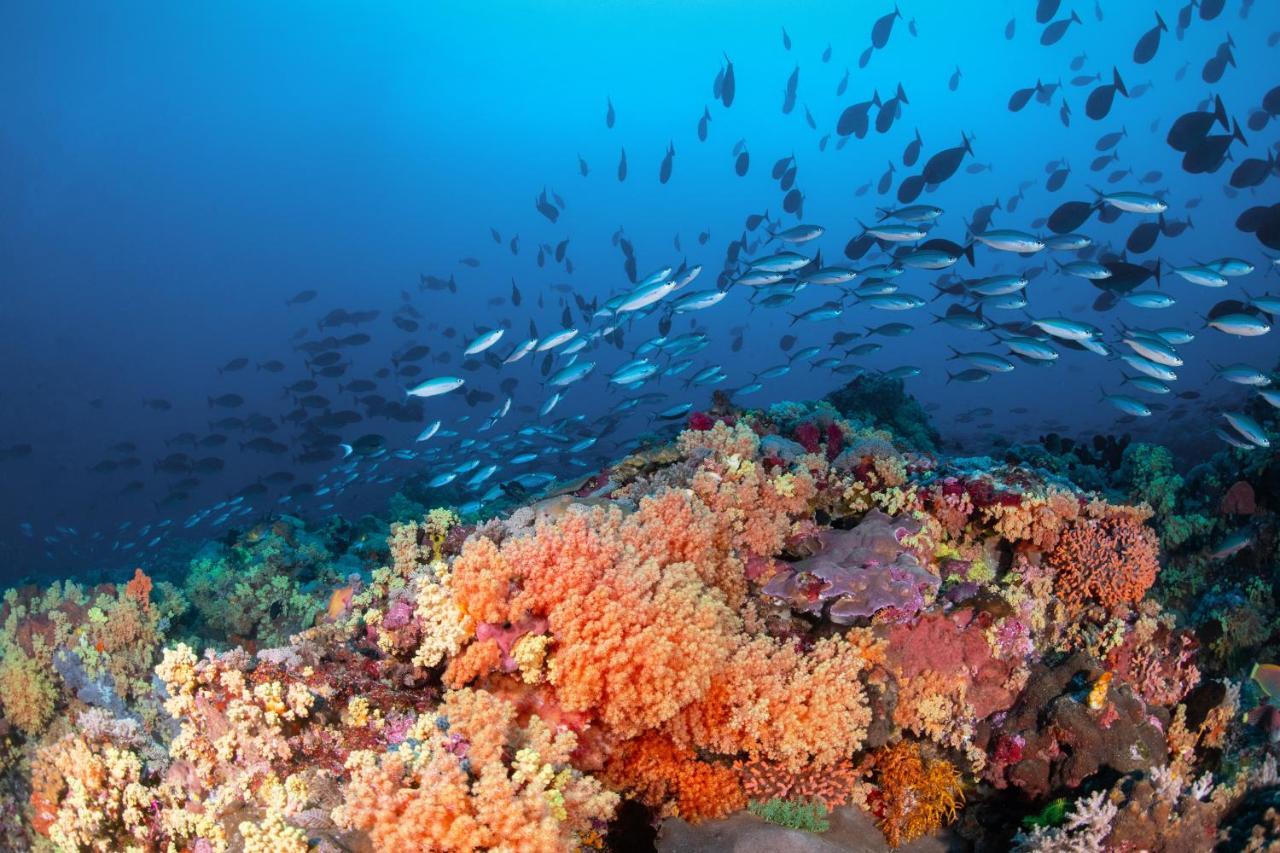 Metita Beach & Dive Resort Daruba Экстерьер фото