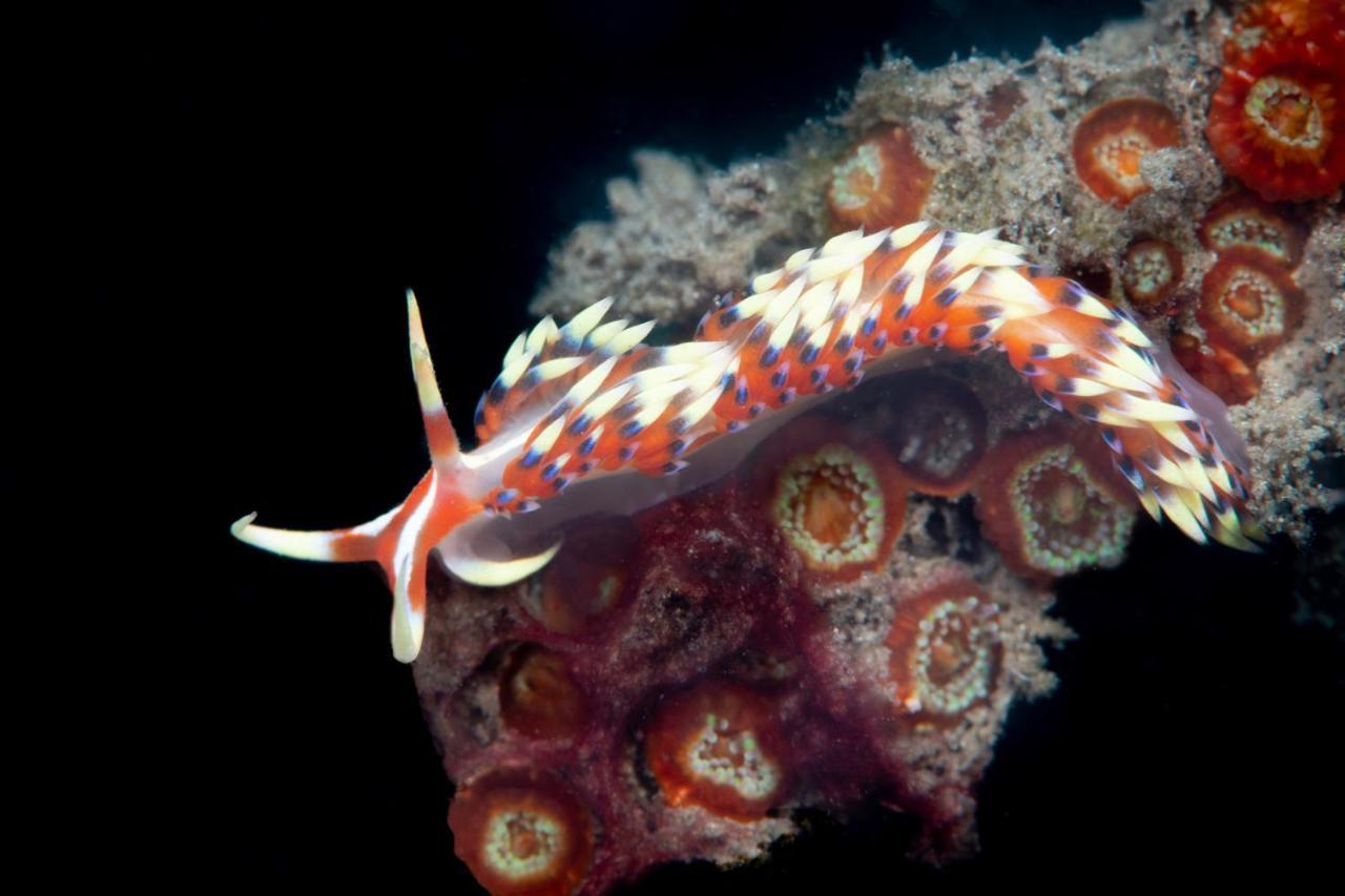 Metita Beach & Dive Resort Daruba Экстерьер фото