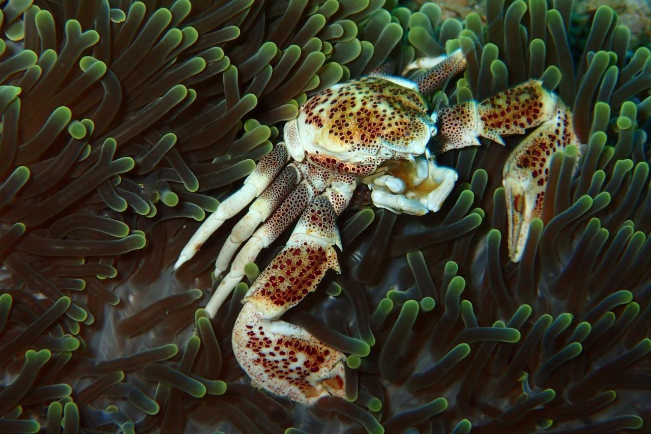 Metita Beach & Dive Resort Daruba Экстерьер фото